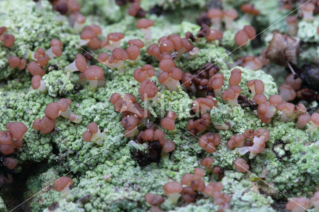 red moor crust (baeomyces rufus)