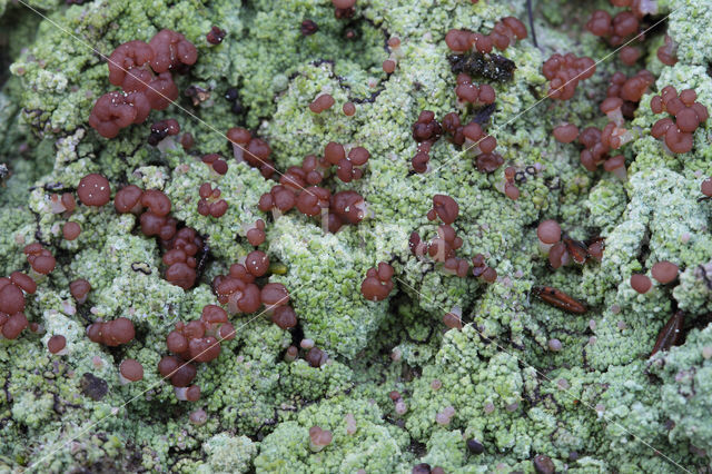 red moor crust (baeomyces rufus)