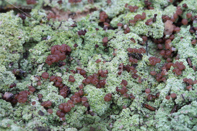 red moor crust (baeomyces rufus)