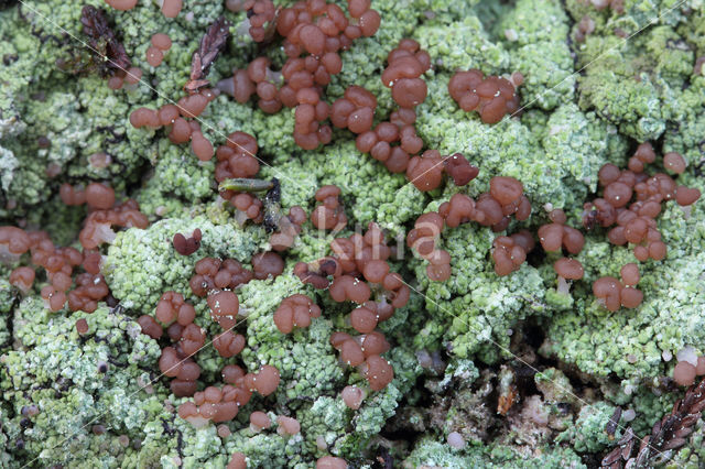 red moor crust (baeomyces rufus)