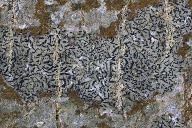 Opegrapha herbarum