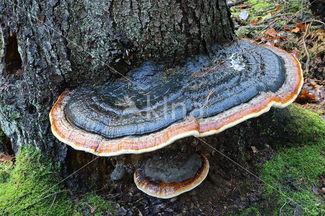 Red Banded Polypore (Fomitopsis pinicola)