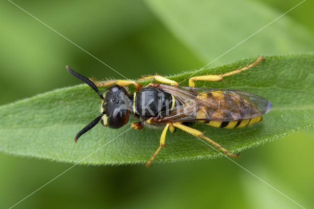 Bijenwolf (Philanthus triangulum)