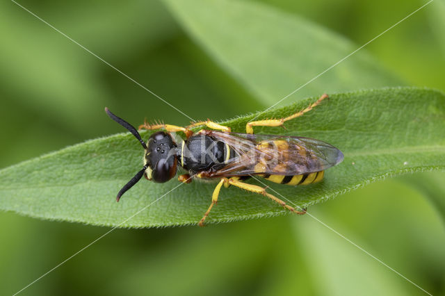 Beewolf (Philanthus triangulum)