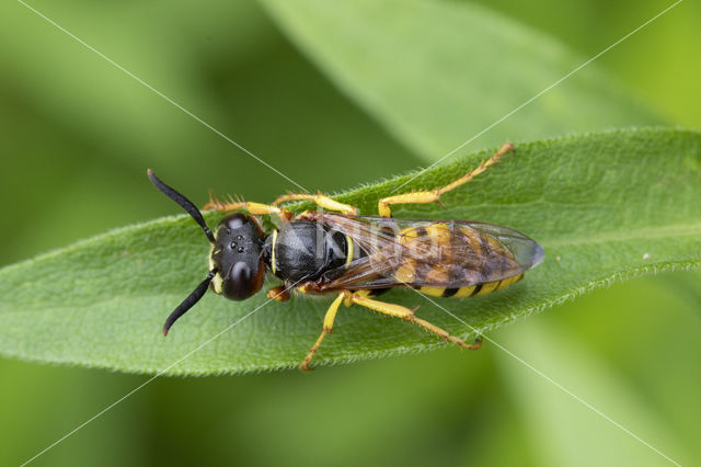 Bijenwolf (Philanthus triangulum)