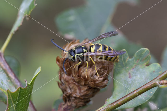 German wasp (Vespa germanica)