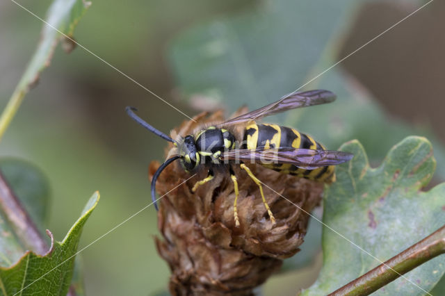 Duitse wesp (Vespa germanica)