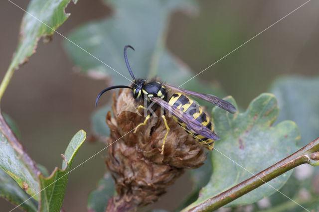 Duitse wesp (Vespa germanica)