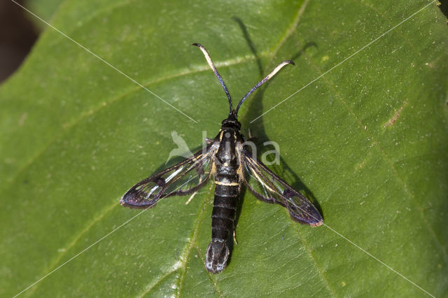 Elzenwespvlinder (Synanthedon spheciformis)