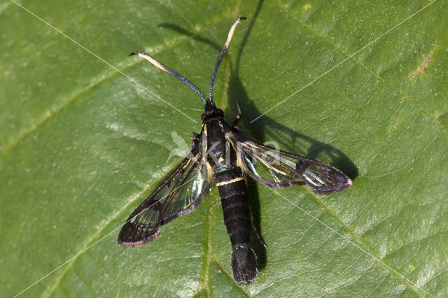 White-barred Clearwing (Synanthedon spheciformis)