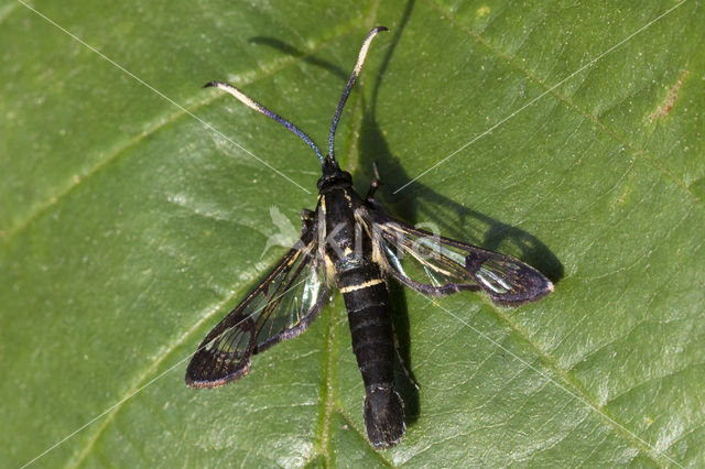 Elzenwespvlinder (Synanthedon spheciformis)