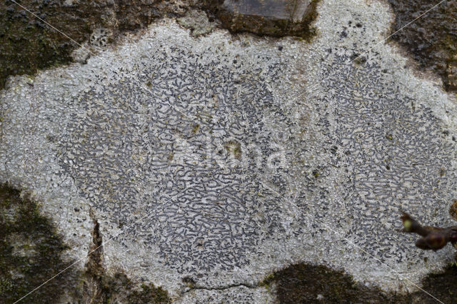 Common script lichen (Graphis scripta)