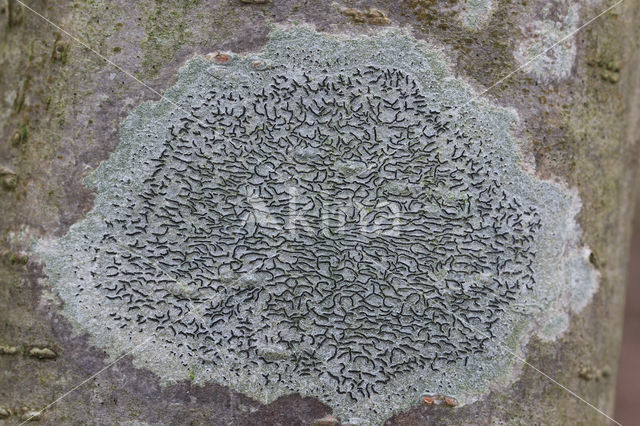 Common script lichen (Graphis scripta)