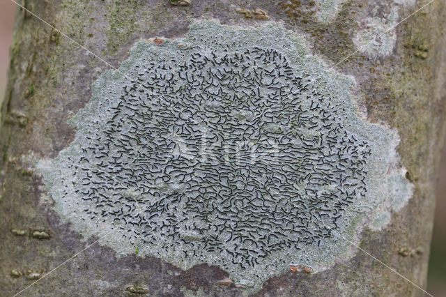 Common script lichen (Graphis scripta)