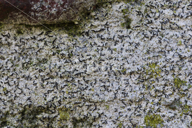 Opegrapha calcarea