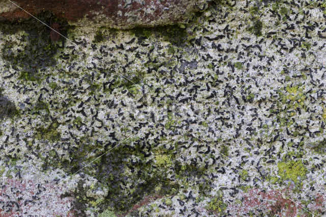 Opegrapha calcarea