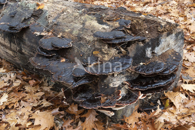 false tar spot fungus (ischnoderma resinosum)