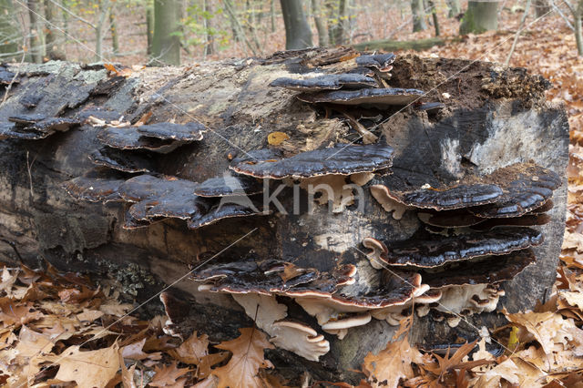 false tar spot fungus (ischnoderma resinosum)