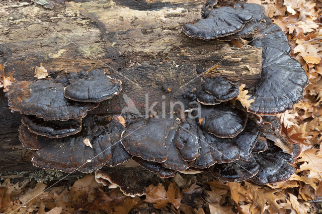 valse teervlekkenzwam (ischnoderma resinosum)