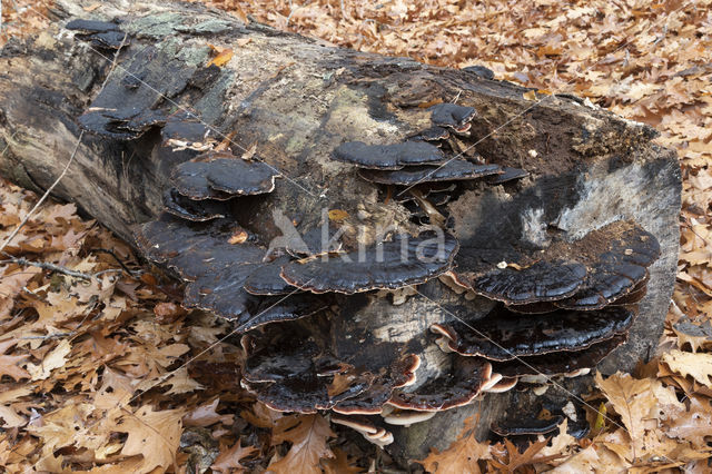false tar spot fungus (ischnoderma resinosum)