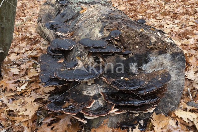 false tar spot fungus (ischnoderma resinosum)