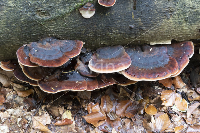 false tar spot fungus (ischnoderma resinosum)