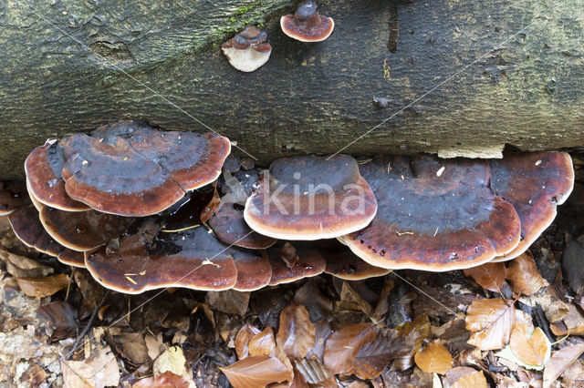 false tar spot fungus (ischnoderma resinosum)