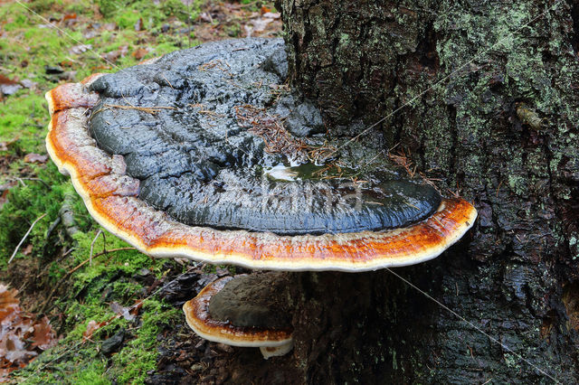 Red Banded Polypore (Fomitopsis pinicola)