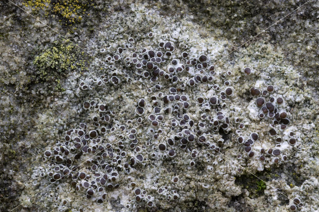 rim lichen (Lecanora horiza)