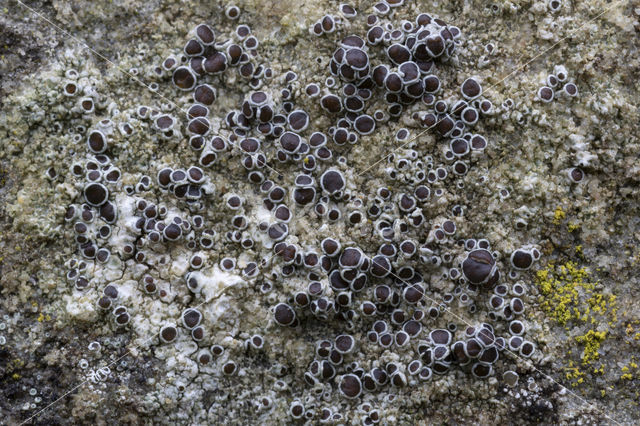 rim lichen (Lecanora horiza)