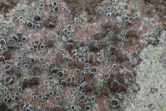 rim lichen (Lecanora horiza)