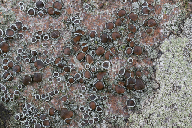 rim lichen (Lecanora horiza)