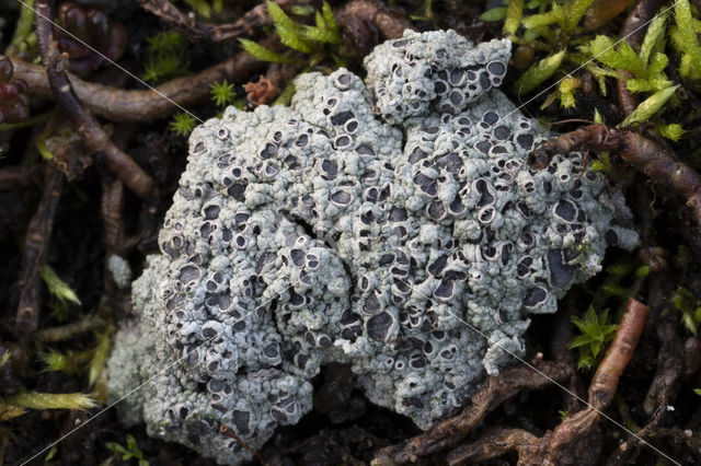 Cowpie lichen (Diploschistes muscorum)