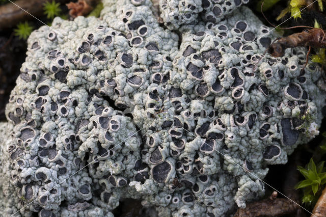 Cowpie lichen (Diploschistes muscorum)