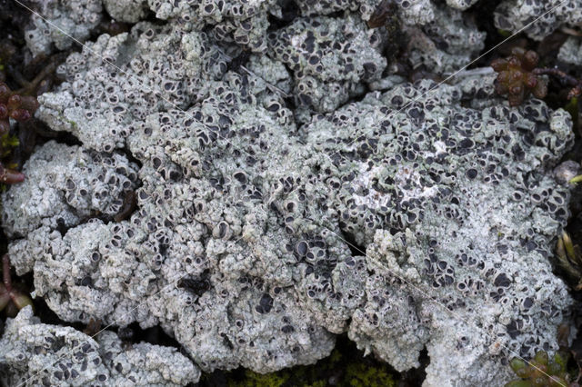 Cowpie lichen (Diploschistes muscorum)