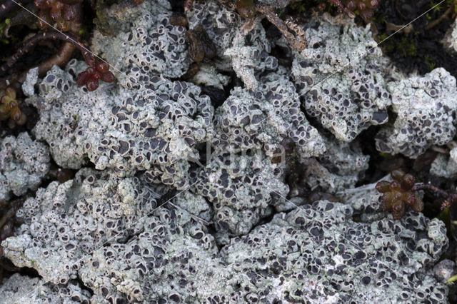 Cowpie lichen (Diploschistes muscorum)