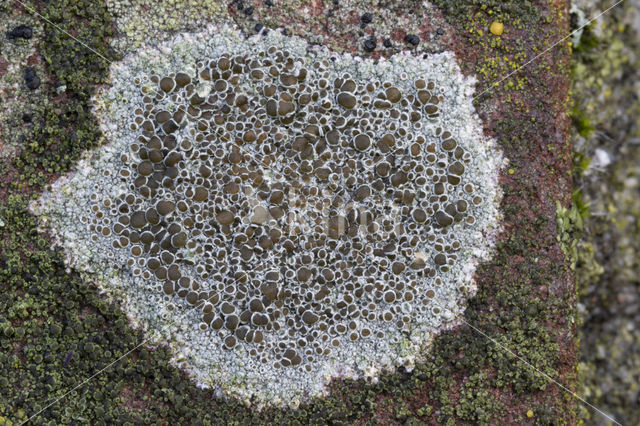 rim lichen (Lecanora campestris)