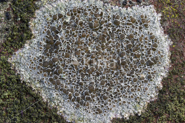 Kastanjebruine schotelkorst (Lecanora campestris)