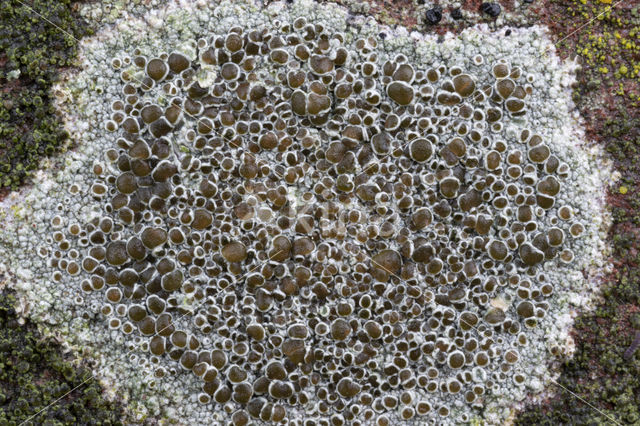 Kastanjebruine schotelkorst (Lecanora campestris)