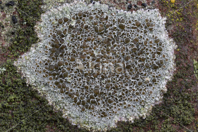 Kastanjebruine schotelkorst (Lecanora campestris)