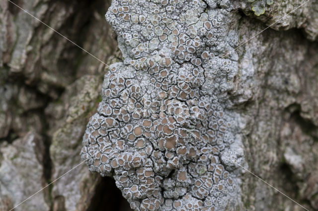 rim lichen (Lecanora carpinea)