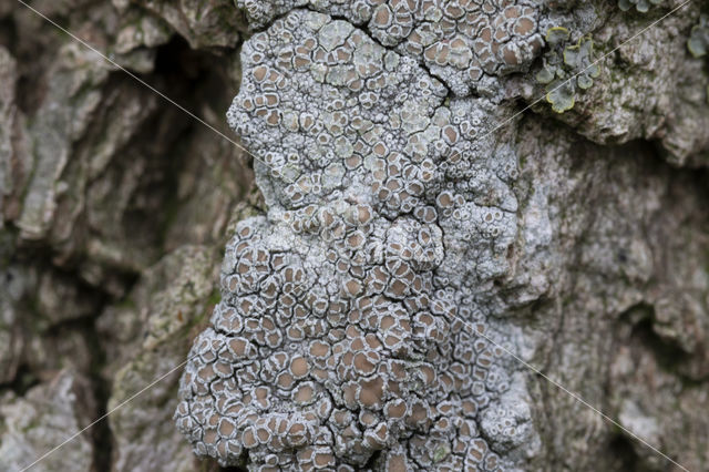 rim lichen (Lecanora carpinea)