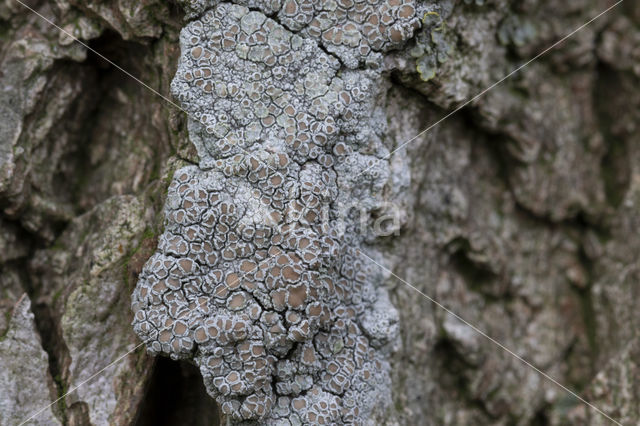 rim lichen (Lecanora carpinea)