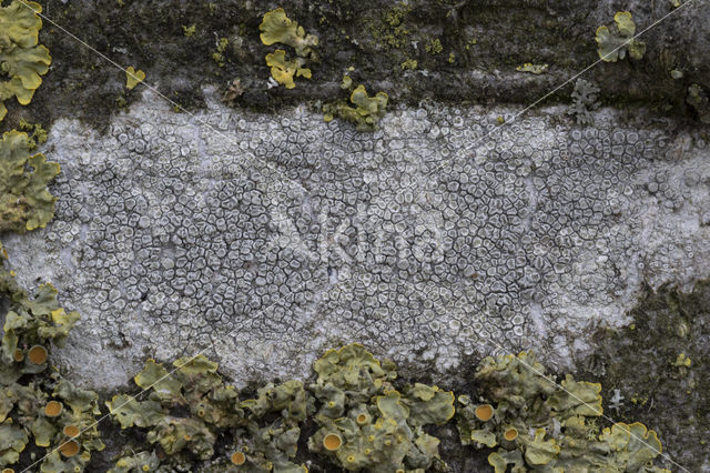 Melige schotelkorst (Lecanora carpinea)