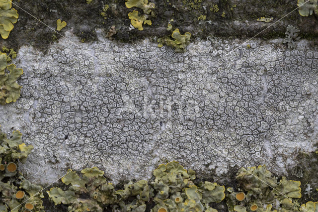 rim lichen (Lecanora carpinea)