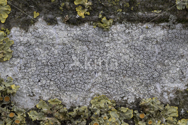 Melige schotelkorst (Lecanora carpinea)