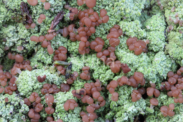 red moor crust (baeomyces rufus)