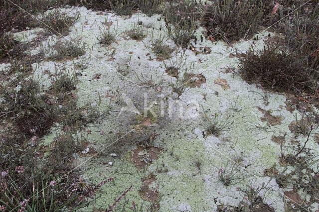 red moor crust (baeomyces rufus)