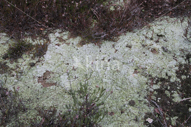 red moor crust (baeomyces rufus)