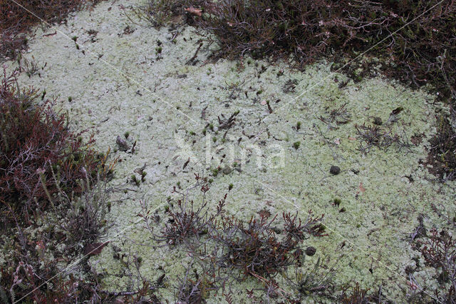 red moor crust (baeomyces rufus)